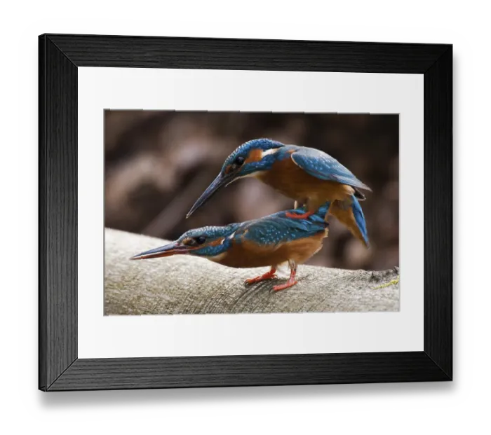 Framed Print : Common kingfisher (Alcedo atthis) Copula on a transverse beech trunk