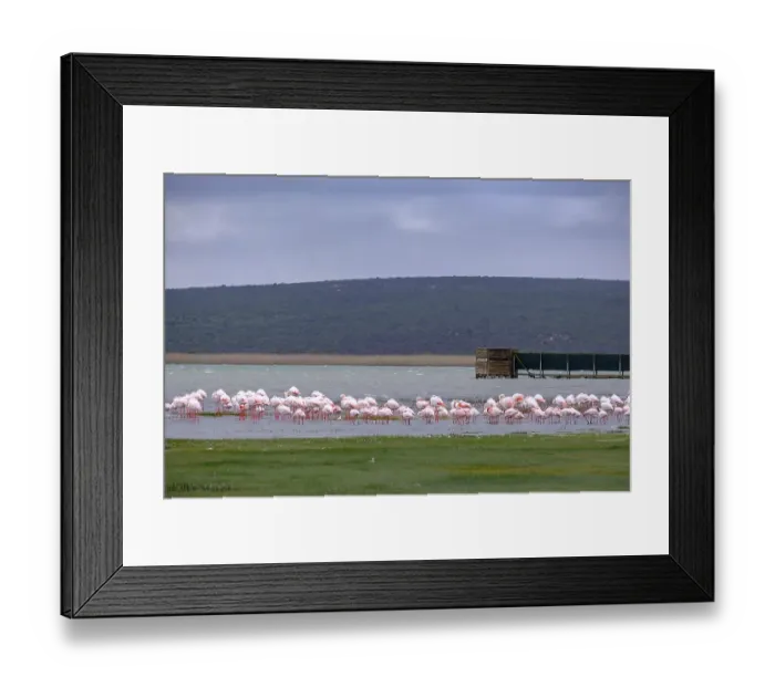 Framed Print : Flamingos in the lagoon at the Geelbek Information Centre Framed Print : Flamingos in the lagoon at the Geelbek Information Centre