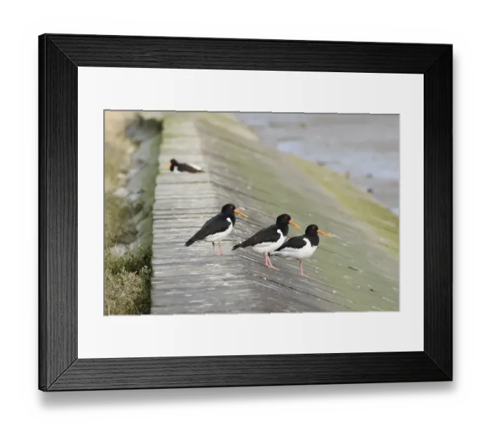 Framed Print : Eurasian oystercatcher (Haematopus ostralegus) on the North Sea coast