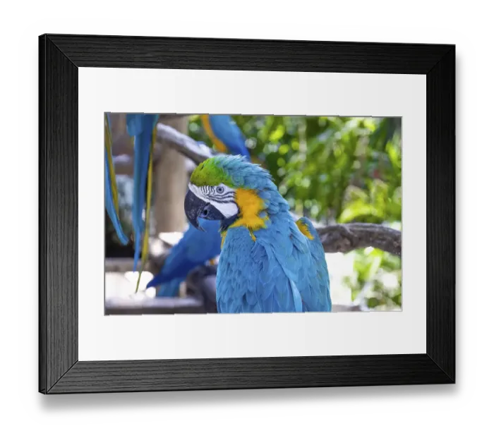Framed Print : Blue and yellow jungle macaw parrot with open beak friendly staring at camera