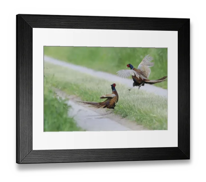 Framed Print : Common Pheasants (Phasianus colchicus), fighting