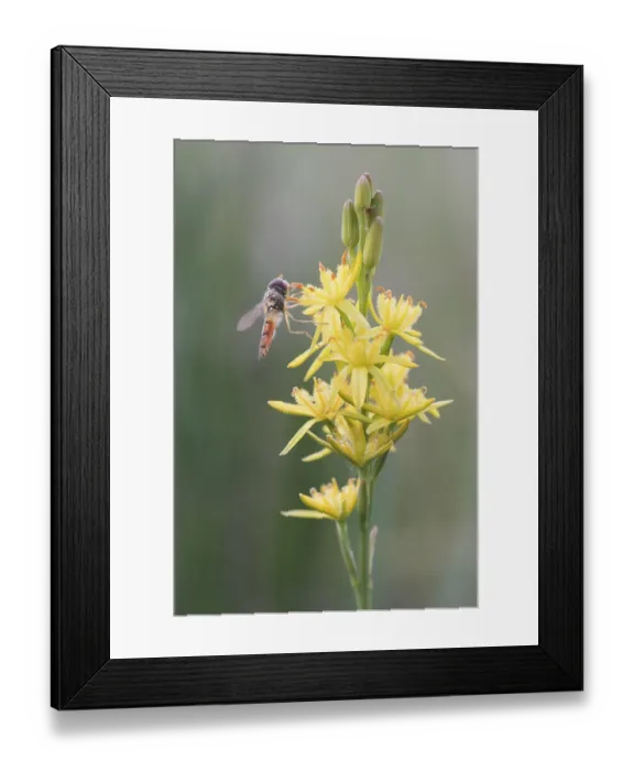 Framed Print : Bog Asphodel (Narthecium ossifragum) with hover fly