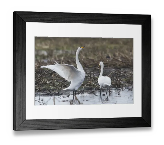 Framed Print : Whooper swans (Cygnus cygnus) on harvested cornfield Framed Print : Whooper swans (Cygnus cygnus) on harvested cornfield