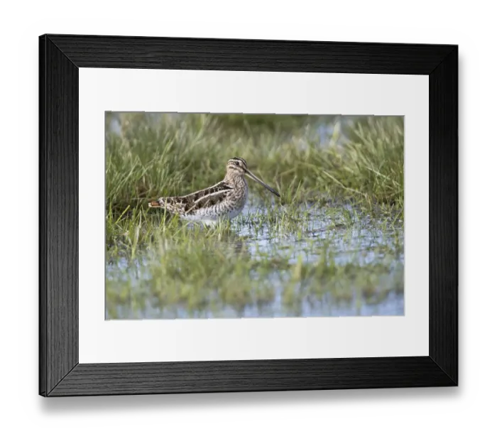 Framed Print : Common snipe (Gallinago gallinago) in a wet meadow Framed Print : Common snipe (Gallinago gallinago) in a wet meadow