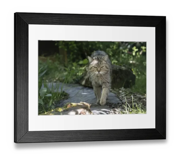 Framed Print : Wildcat (Felis silvestris), captive