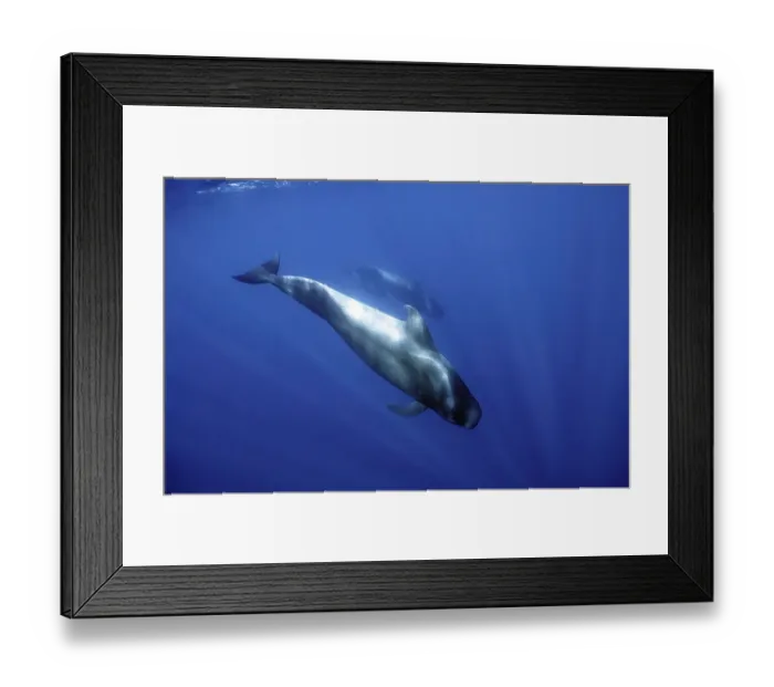 Framed Print : Short-finned pilot whale (Globicephala macrorhynchus) dives into the depths