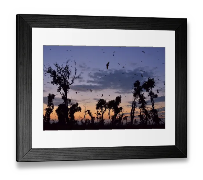 Framed Print : Straw-coloured Fruit Bats (Eidolon helvum)