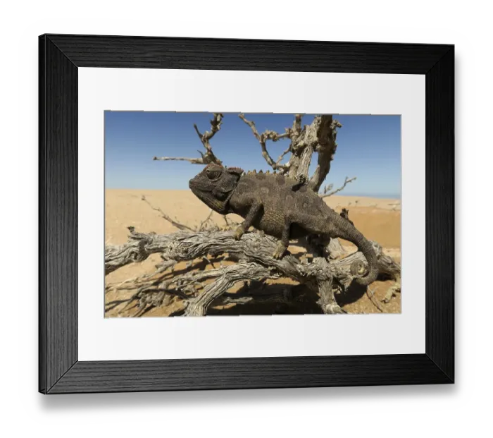 Framed Print : Namaqua Chameleon (Chamaeleo namaquensis) Framed Print : Namaqua Chameleon (Chamaeleo namaquensis)