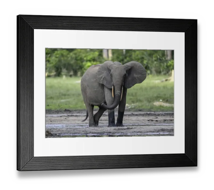 Framed Print : African forest elephant (Loxodonta cyclotis) in the Dzanga Bai forest clearing