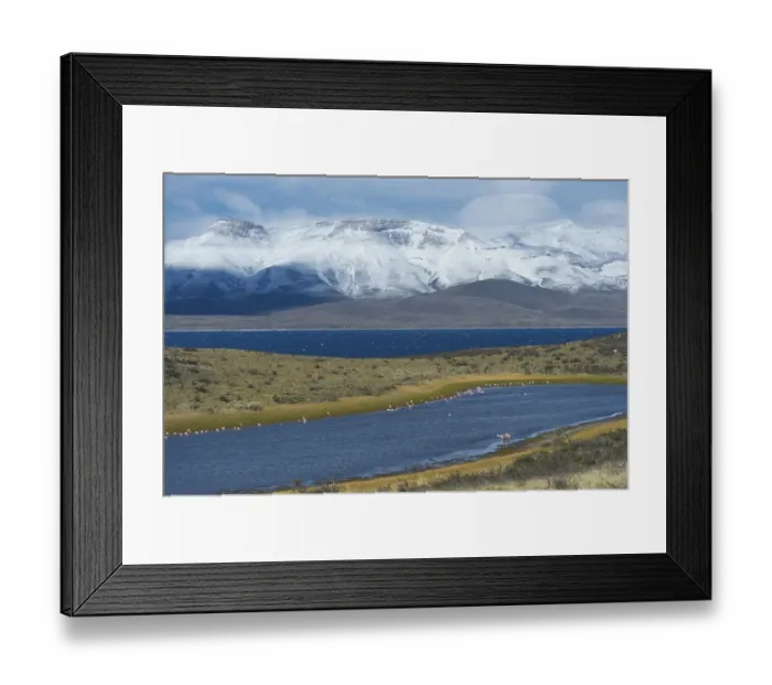 Framed Print : Chilean Flamingos (Phoenicopterus chilensis)