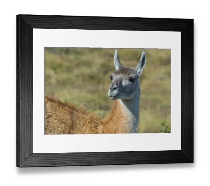 Framed Print : Guanaco (Lama guanicoe), Torres del Paine National Park Framed Print : Guanaco (Lama guanicoe), Torres del Paine National Park