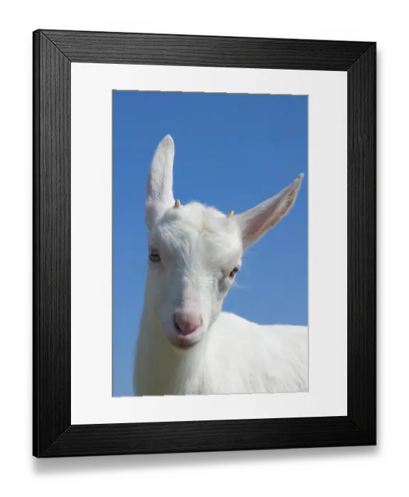 Framed Print : White Nanny Goat, Domestic Goat (Capra aegagrus hircus) Framed Print : White Nanny Goat, Domestic Goat (Capra aegagrus hircus)
