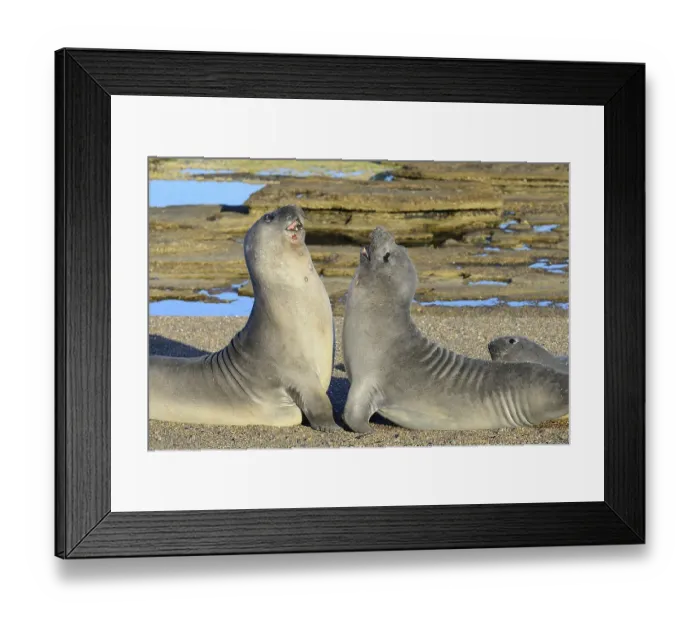 Framed Print : Two Southern elephant seals (Mirounga leonina) disputing on the beach