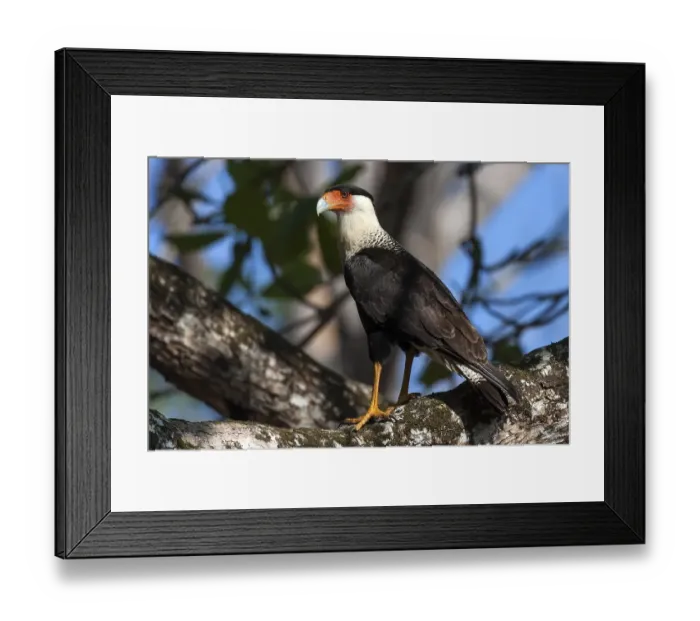 Framed Print : Southern crested caracara (Caracara plancus) sits on branch