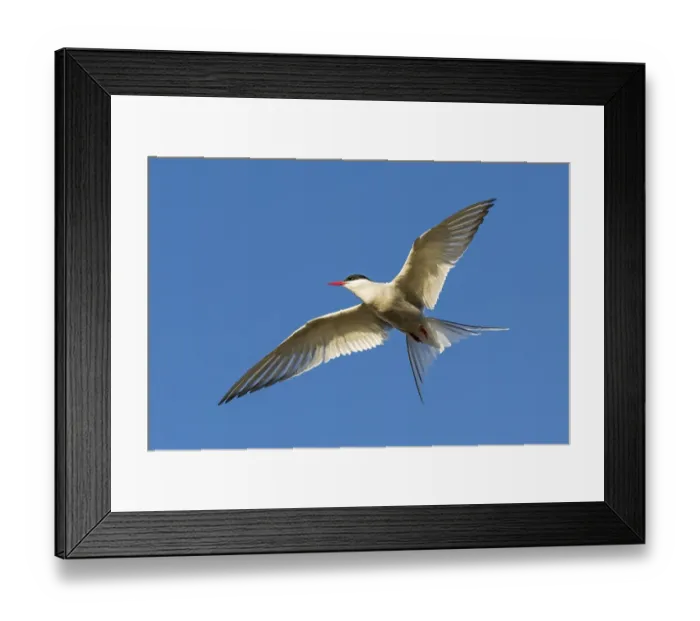 Framed Print : Arctic tern (Sterna paradisaea) in flight