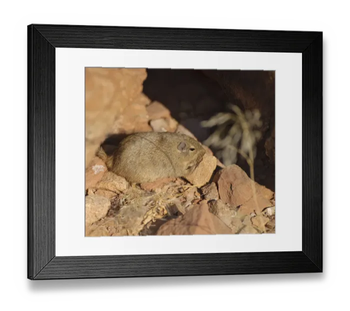 Framed Print : Dassie Rat (Petromus typicus) in Twyfelfontein