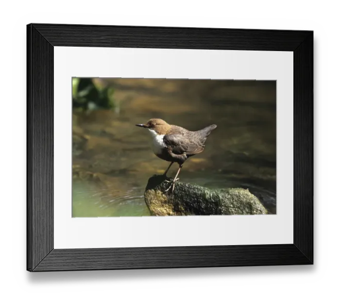 Framed Print : Water ouzel (Cinclus cinclus)