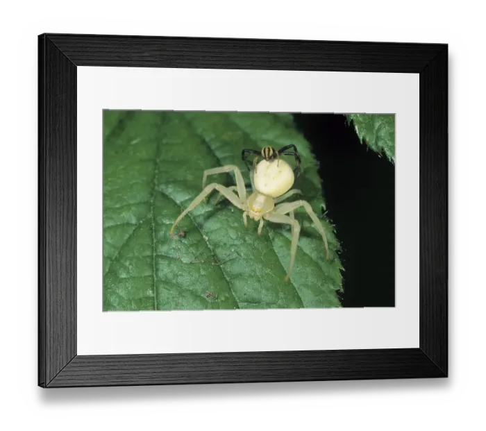 Framed Print : Flower Crab Spider (Misumena vatia) Framed Print : Flower Crab Spider (Misumena vatia)