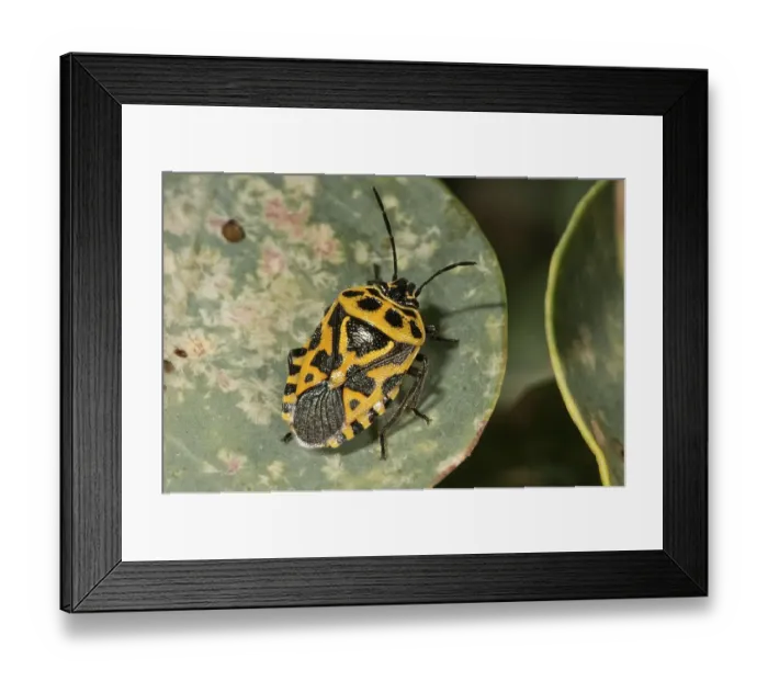 Framed Print : Red Cabbage Bug (Eurydema ornata)