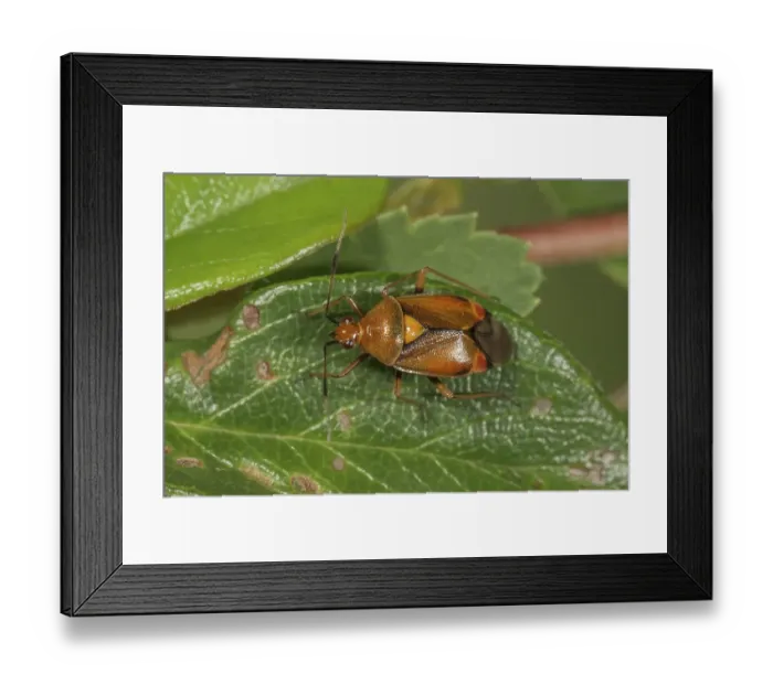 Framed Print : Red soft bug (Dereacoris ruber) on a leaf
