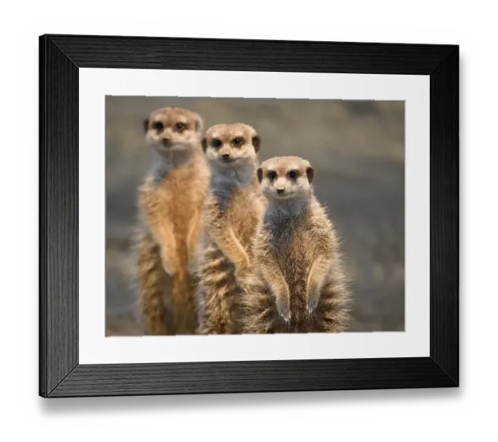 Framed Print : Meerkat (Suricata suricatta) one after the other