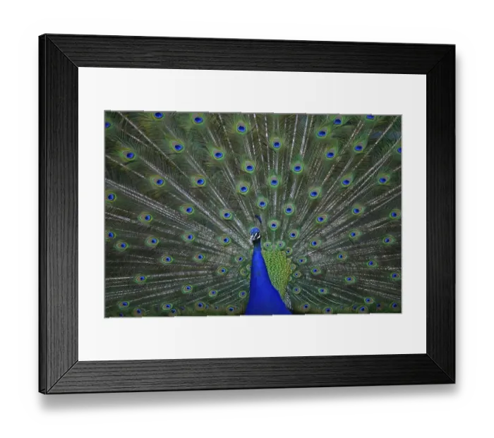 Framed Print : Indian peafowl (Pavo cristatus)