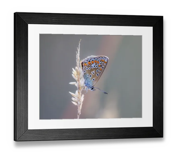 Framed Print : Common blue butterfly (Polyommatus icarus) Framed Print : Common blue butterfly (Polyommatus icarus)