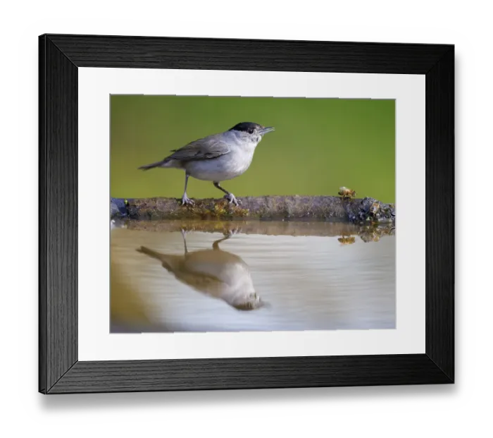 Framed Print : Blackcap (Sylvia atricapilla), Germany, Europe