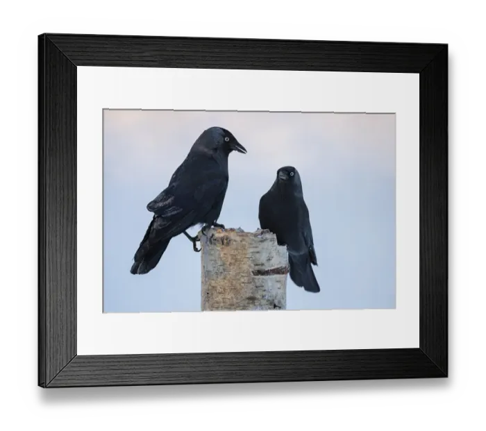 Framed Print : Western jackdaws (Corvus monedula)