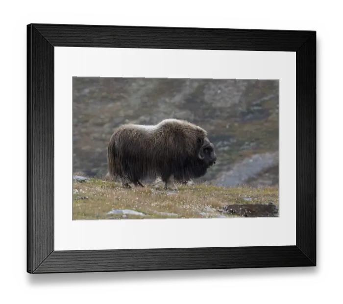 Framed Print : Musk ox (Ovibos moschatus) in autumn landscape