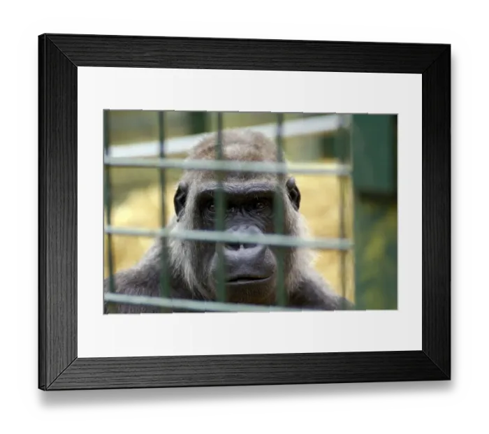 Framed Print : Western Lowland Gorilla Gorilla gorilla gorilla in captivity