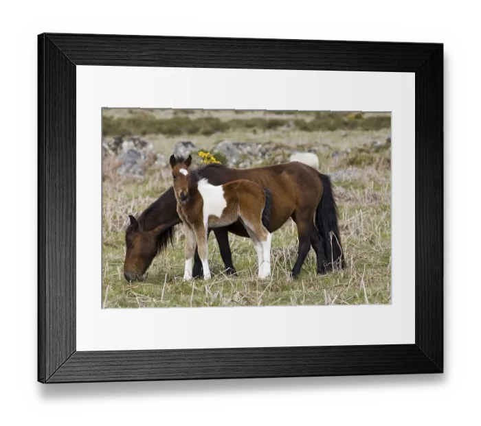 Framed Print : Pony with foal Dartmoor National Park Devon England