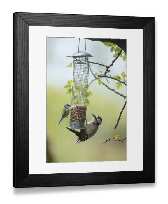 Framed Print : Great spotted woodpecker (Dendrocopos major) and Blue tit (Cyanistes caeruleus) adult birds on a bird feeder