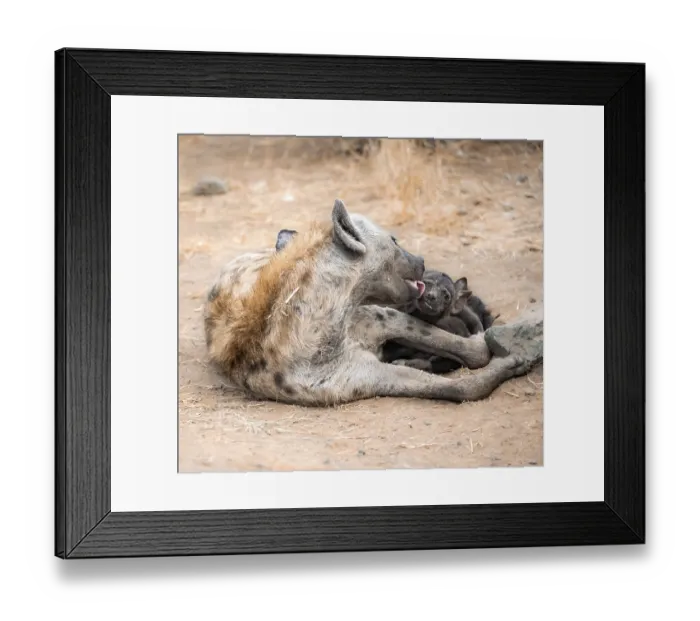 Framed Print : Spotted hyenas (Crocuta crocuta)