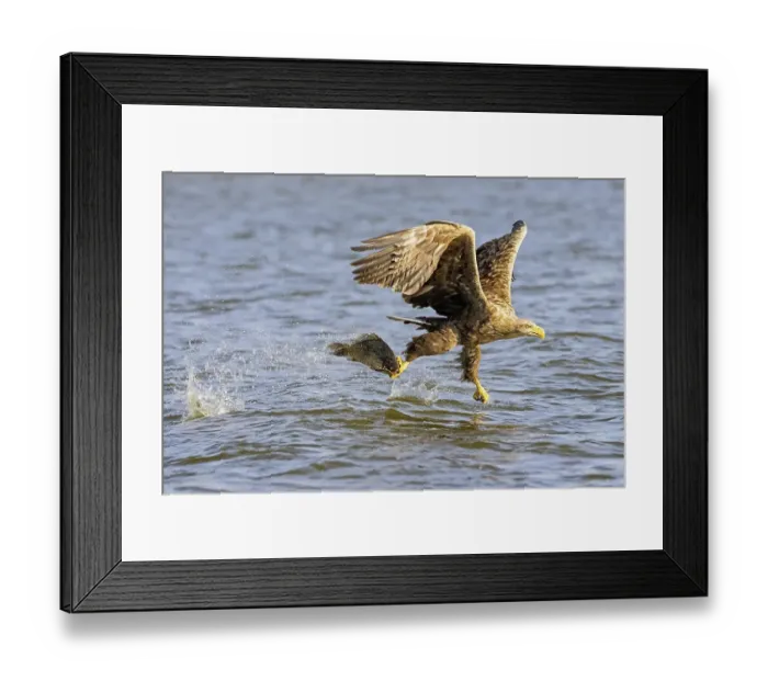 Framed Print : Flying white-tailed eagle (Haliaeetus albicilla) catches large fish from the water Framed Print : Flying white-tailed eagle (Haliaeetus albicilla) catches large fish from the water
