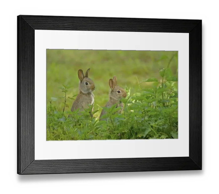 Framed Print : European rabbit (Oryctolagus cuniculus) Framed Print : European rabbit (Oryctolagus cuniculus)