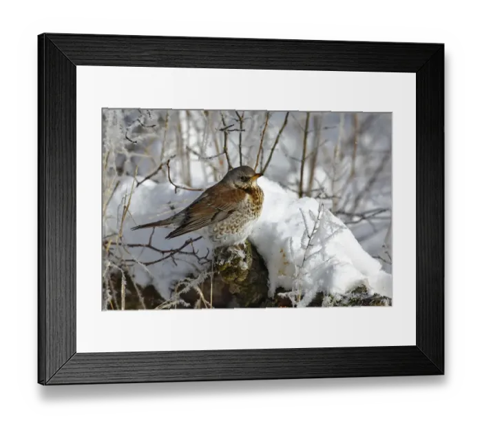 Framed Print : Fieldfare (Turdus pilaris) resting on a branch in winter