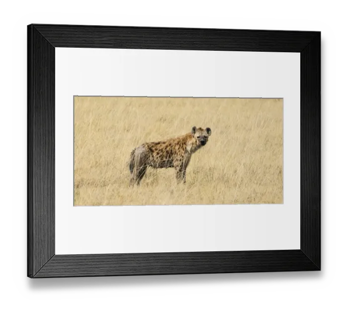 Framed Print : Spotted Hyena (Crocuta crocuta) walking through dry grass
