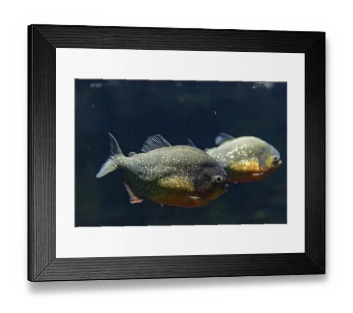 Framed Print : Red Piranhas (Pygocentrus nattereri)