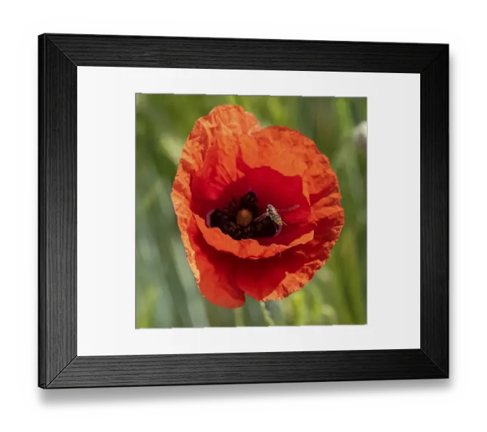 Framed Print : Hoverfly, flowering red poppy (Papaver) in a barley field Framed Print : Hoverfly, flowering red poppy (Papaver) in a barley field