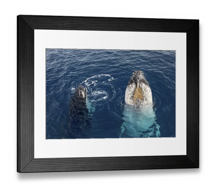 Framed Print : Humpback whale (Megaptera novaeangliae) with pup