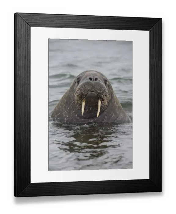 Framed Print : Walrus (Odobenus rosmarus), Phippsoya Framed Print : Walrus (Odobenus rosmarus), Phippsoya