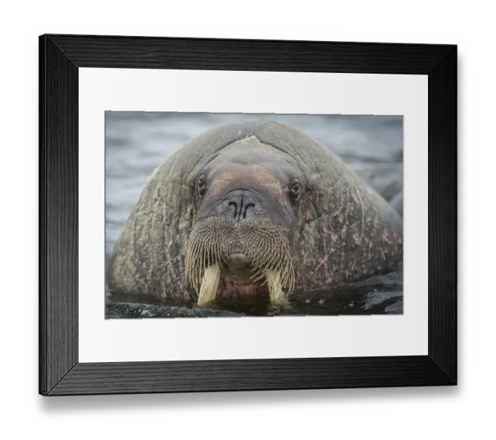Framed Print : Walrus (Odobenus rosmarus), Phippsoya Framed Print : Walrus (Odobenus rosmarus), Phippsoya