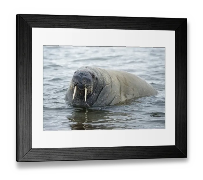 Framed Print : Walrus (Odobenus rosmarus), Phippsoya Framed Print : Walrus (Odobenus rosmarus), Phippsoya
