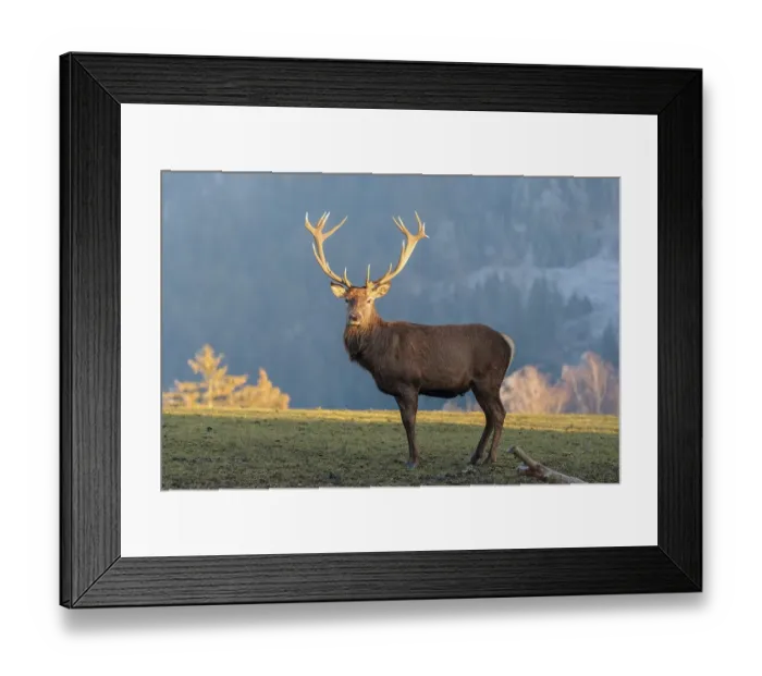 Framed Print : A red deer stag (Cervus elaphus) stands in a meadow in the low light of a winter's day Framed Print : A red deer stag (Cervus elaphus) stands in a meadow in the low light of a winter's day