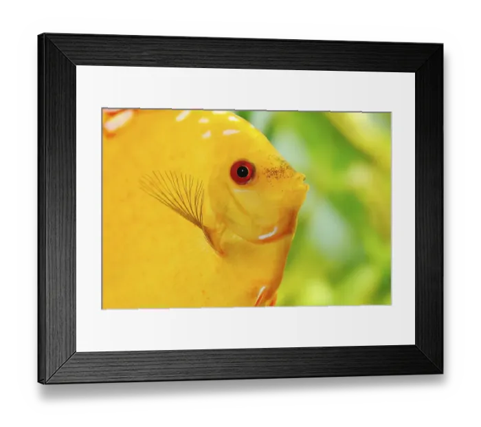 Framed Print : Pigeon Blood, Discus Fish (Symphysodon) Framed Print : Pigeon Blood, Discus Fish (Symphysodon)