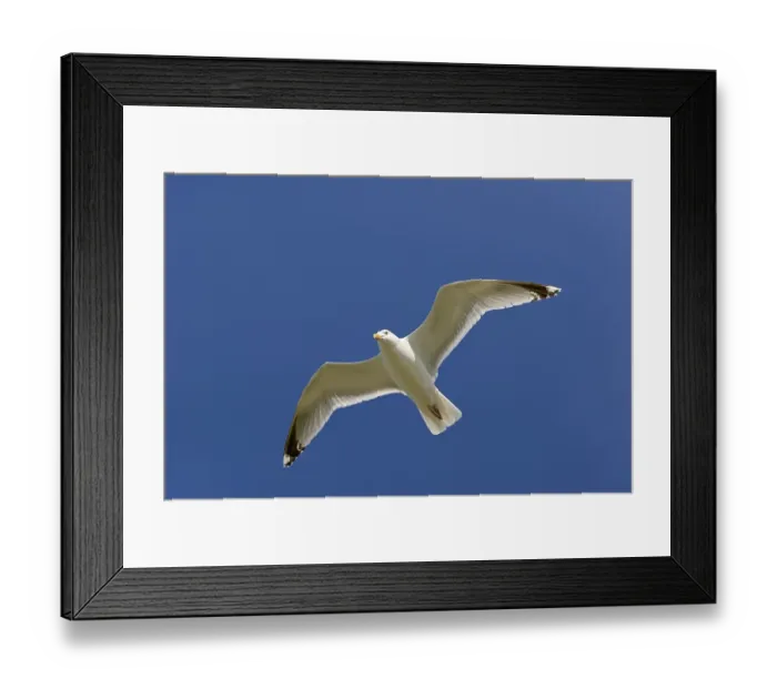 Framed Print : European herring gull (Larus argentatus) in flight