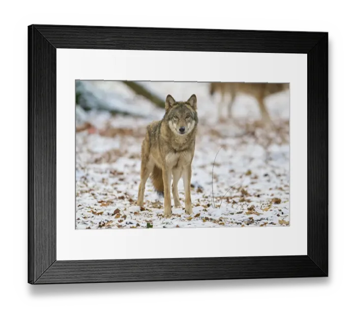 Framed Print : Gray wolf (Canis lupus), adult