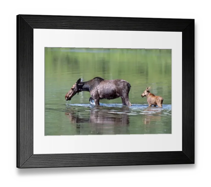 Framed Print : Elk or Moose (Alces alces) with calf