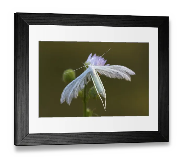Framed Print : White plume moth (Pterophorus pentadactyla)